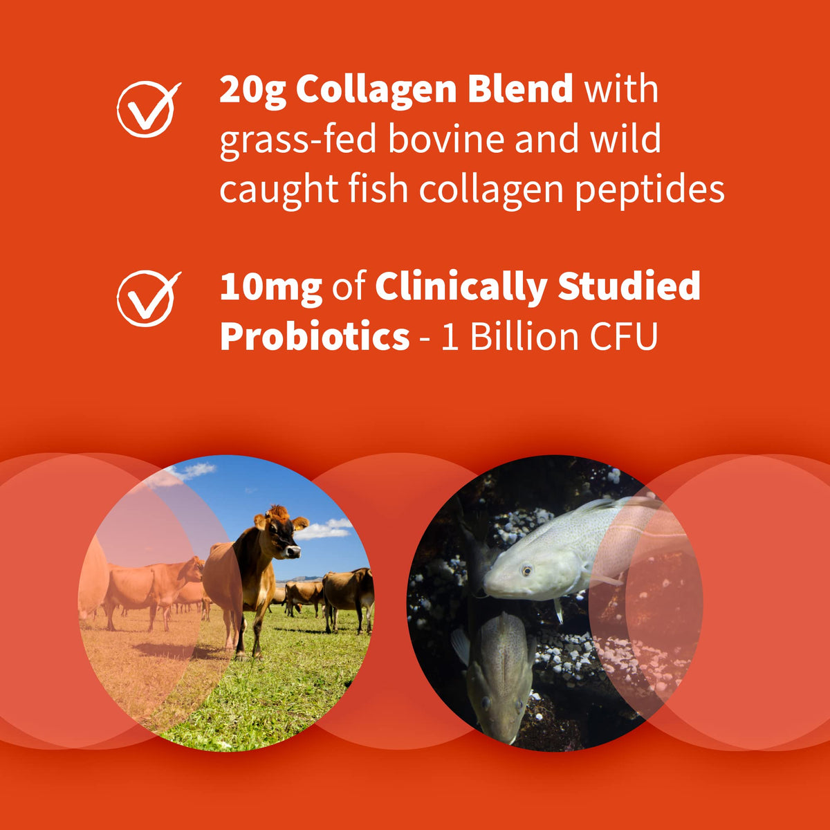 Marine & Grass-Fed Collagen Peptides Powder with Probiotics & BCAAs Unflavored N8818