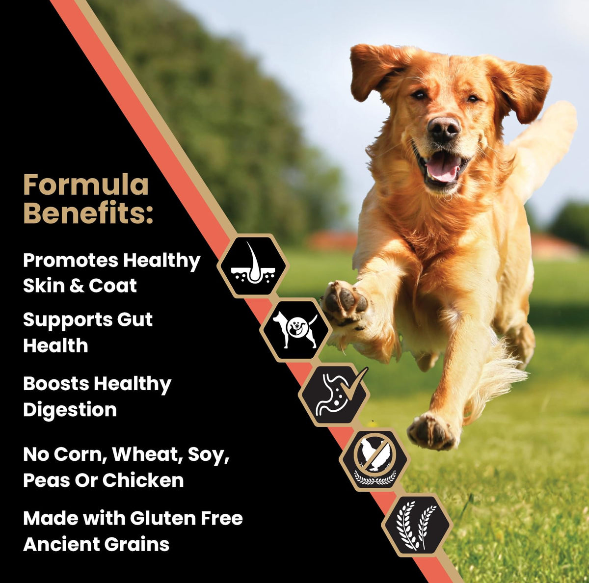 Salmon Meal & Brown Rice Dog Food, 30 lb F85679